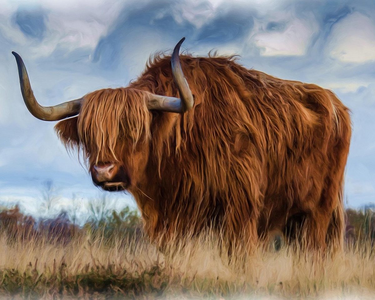 Dielay - Diamond Painting Pakket - Longhorn | Schotse hooglander - 50x40 cm - Complete Set - Volledige Bedekking - Ronde Steentjes